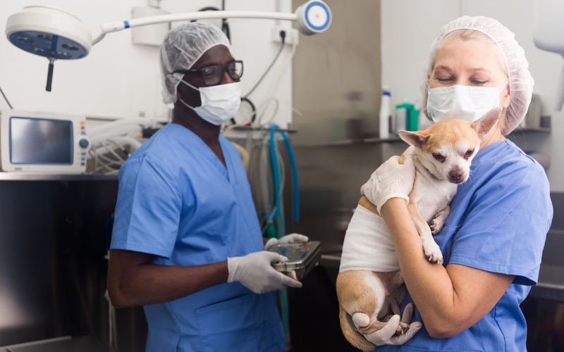 veterinarian veterinary clinic covid 19 dog pet care
